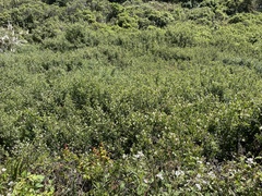 Ceanothus velutinus