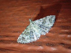Alucita adriendenisi