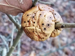 Disholcaspis spongiosa