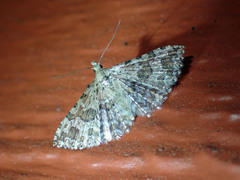 Alucita adriendenisi