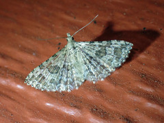 Alucita adriendenisi