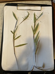 Dichanthelium ovale ovale