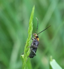 Podabrus rugosulus