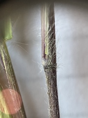 Dichanthelium ovale ovale