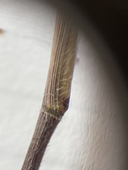 Dichanthelium ovale ovale