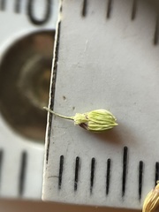 Dichanthelium ovale ovale