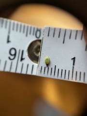 Dichanthelium ovale ovale