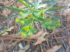Euphorbia greggii