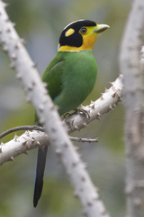 Psarisomus dalhousiae