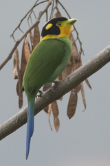 Psarisomus dalhousiae