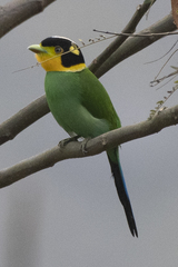 Psarisomus dalhousiae