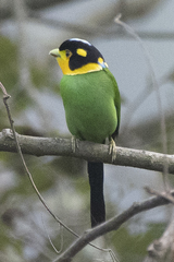 Psarisomus dalhousiae