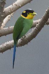 Psarisomus dalhousiae