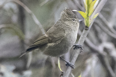 Sylviparus modestus
