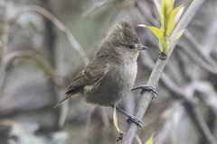Sylviparus modestus