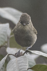 Sylviparus modestus