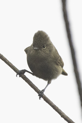 Sylviparus modestus