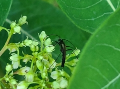 Strangalia acuminata