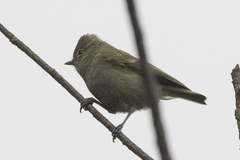 Sylviparus modestus