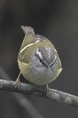 Phylloscopus maculipennis