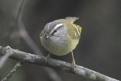 Phylloscopus maculipennis
