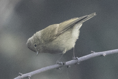 Sylviparus modestus