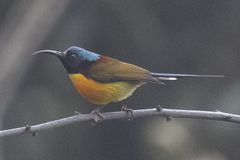 Aethopyga nipalensis