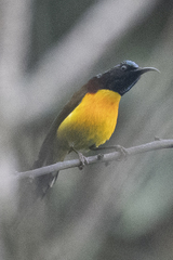 Aethopyga nipalensis