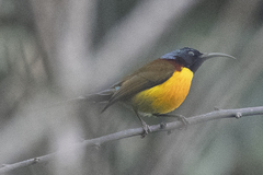 Aethopyga nipalensis