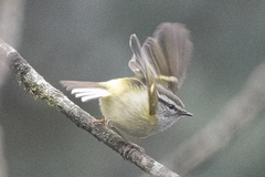 Phylloscopus maculipennis