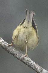 Phylloscopus maculipennis