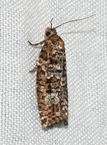 Spruce Budworm Moth