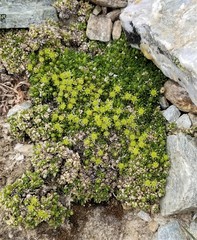 Stellaria dicranoides