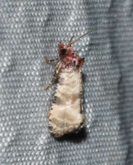 Platphalonidia lavana