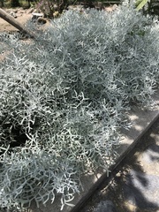 Senecio leucostachys