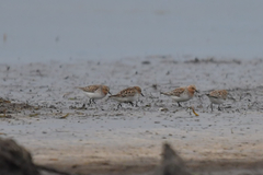 Calidris ruficollis