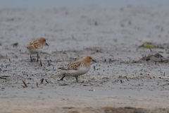 Calidris ruficollis