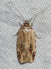 Agonopterix atrodorsella