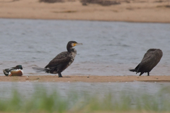 Phalacrocorax carbo