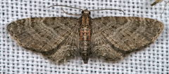 Eupithecia haworthiata