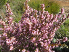 Erica uberiflora