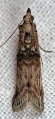 Nephopterix angustella