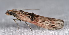 Nephopterix angustella