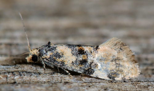Birch Conch photo 2