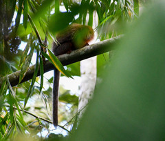 Plecturocebus discolor