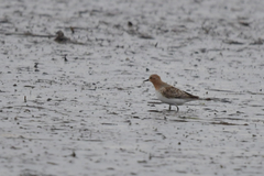 Calidris ruficollis