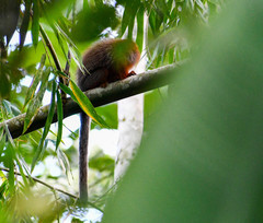 Plecturocebus discolor