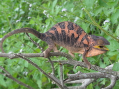 Panther Chameleon photo 1