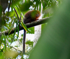 Plecturocebus discolor