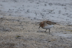 Calidris ruficollis
